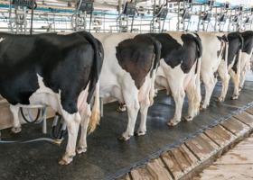 Producenci mleka żądają wyższych dotacji