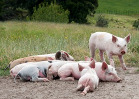 Utrzymanie świń na wybiegach a bioasekuracja