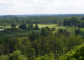 Wsparcie na zalesienie - nabór wniosków dobiega końca