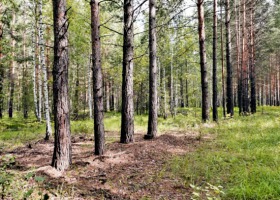 Prywatny las z dotacją z PROW