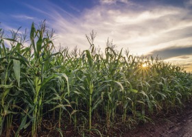 Czy to będzie dobry rok dla producentów buraków i kukurydzy?