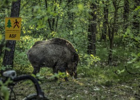 Kolejne ogniska ASF na terenie kraju...