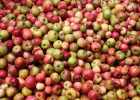 Wzrost produkcji jabłek w Polsce, niskie plony w Chinach i USA