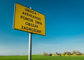 Przybywa ognisk wirusa ASF