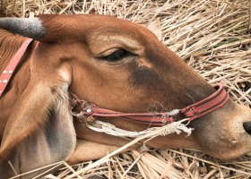 Usypianie chorych zwierząt - o humanitarnym skracaniu cierpienia
