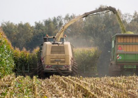 Jak dobrze zakisić kukurydzę?