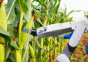 NCBR: Polski robot na polu kukurydzy