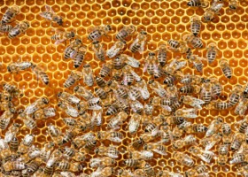 Nosemoza pszczół - choroba zaraźliwa pszczół dorosłych