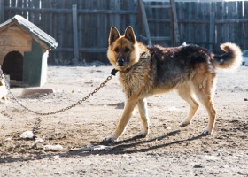 Czy będą kary za trzymanie psa na łańcuchu?