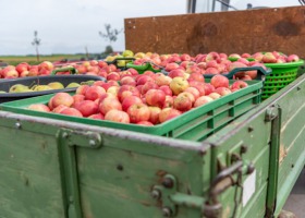 Ukradli ponad 5 ton jabłek