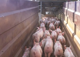 ASF w Wielkopolsce: ogromne stado świń do likwidacji
