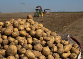 Dobre zbiory ziemniaków i buraków cukrowych