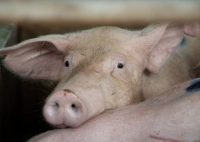 Jak ograniczyć agresję u świń?