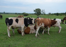Rolniku, złóż w ARiMR rejestr wypasu krów mlecznych