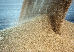 Prognozy FAO: mocny rynek zbóż