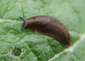 Inwazja ślimaków na plantacjach