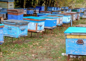 RHD czy sprzedaż bezpośrednia - trudny wybór pszczelarzy