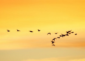 Grypa ptaków - czy będą kłopoty handlowe?