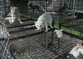 Koszmar na fermie lisów: zwierzęta umierały z głodu