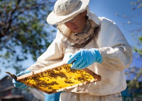 Zły rok dla europejskich pszczelarzy