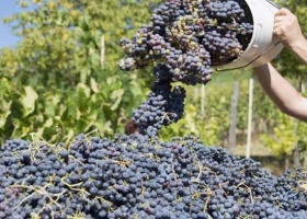 Dobre zbiory winogron, ale liczne trudności przez COVID-19
