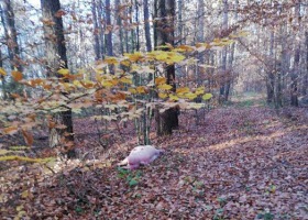 Świnia podłożona w lesie