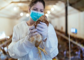 Czy wirus ptasiej grypy jest groźny dla ludzi?