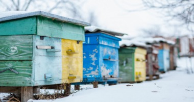 Zima w pasiece - co zagraża zimującym pszczołom?