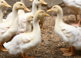 Masowa likwidacja kaczek we Francji