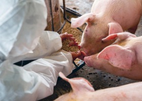 Cynk - ważny składnik w żywieniu świń