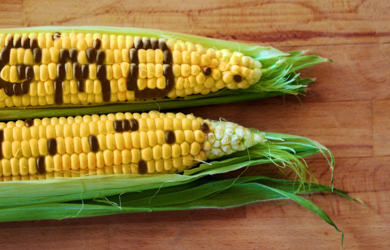 pasze gmo