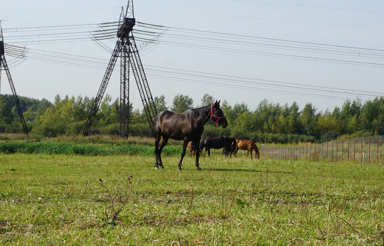 zatrucia herbicydami u zwierząt