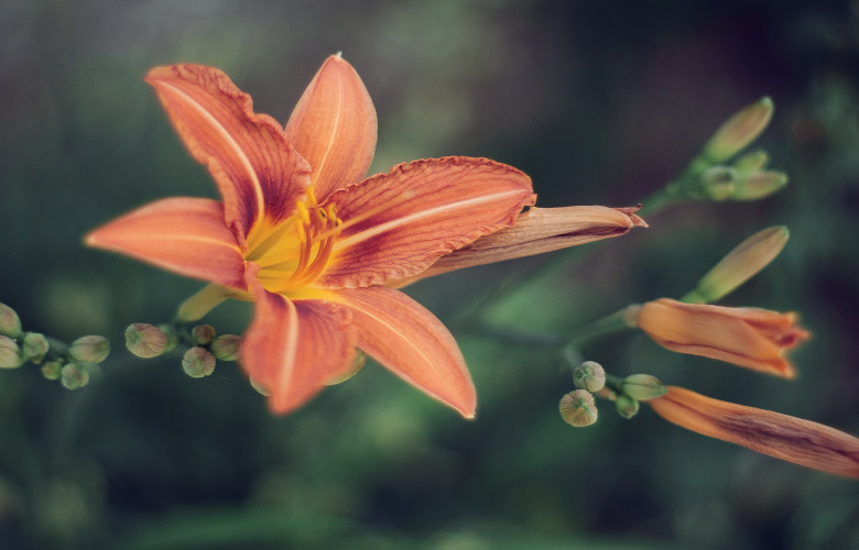 liliowce