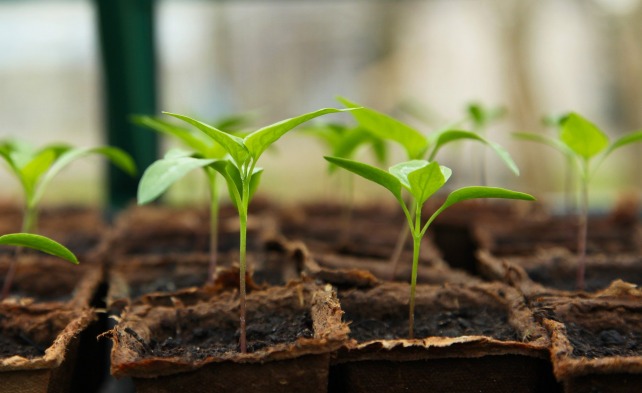 growbox