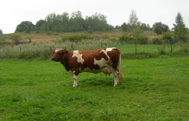 rasa rodzima