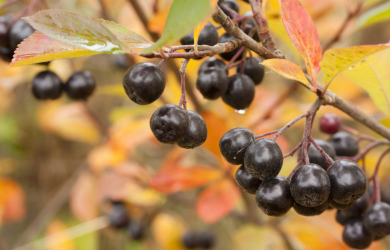 aronia cięcie rozmnażanie