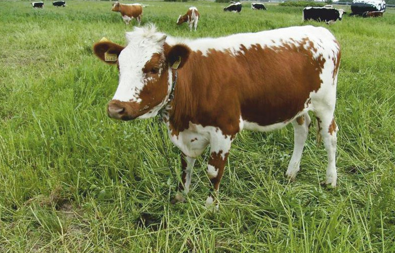 krowy rasa białogrzebieta