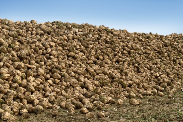 kgs cena buraki cukrowe