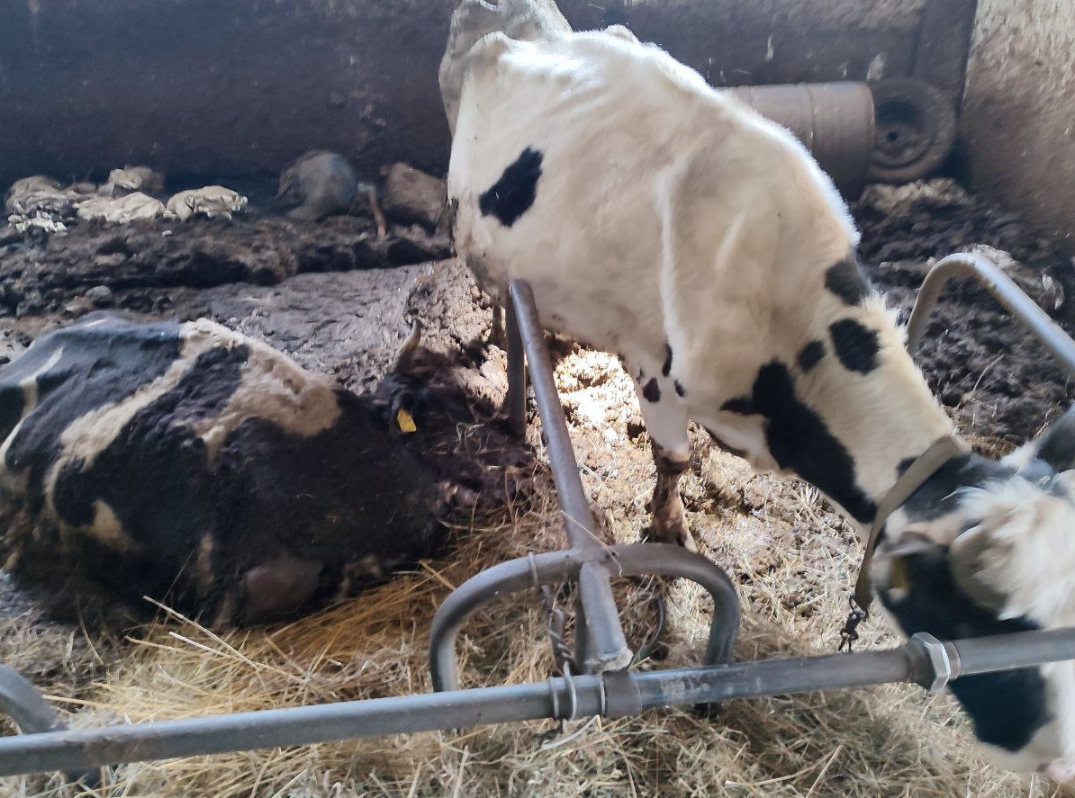 znęcanie się nad bydłem w gospodarstwie