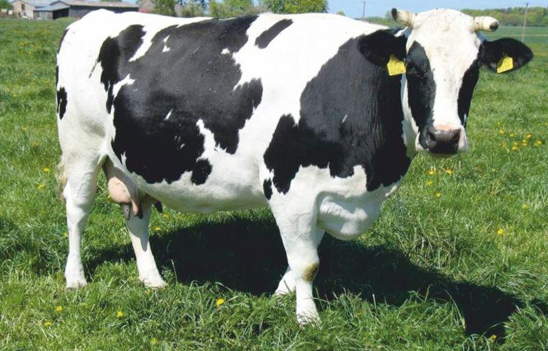 Bydło polskie czarno-białe