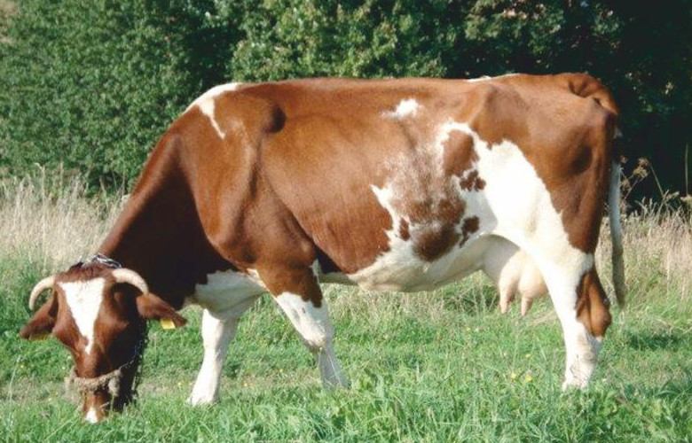 Bydło polskie czerwono-białe