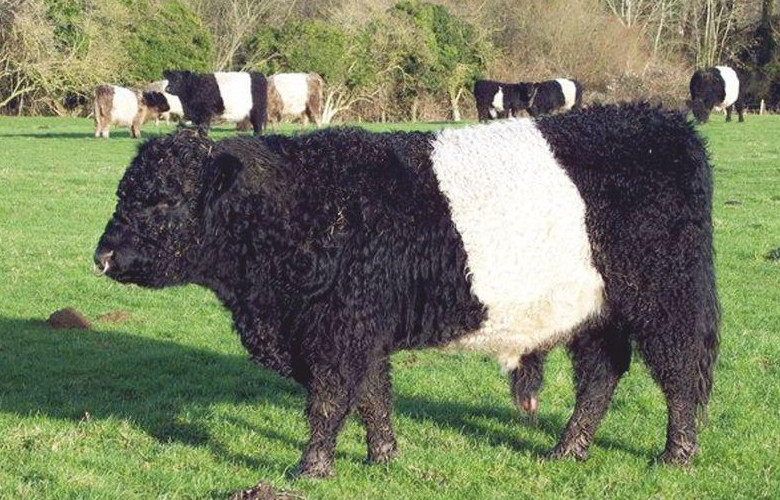 Bydło rasy galloway