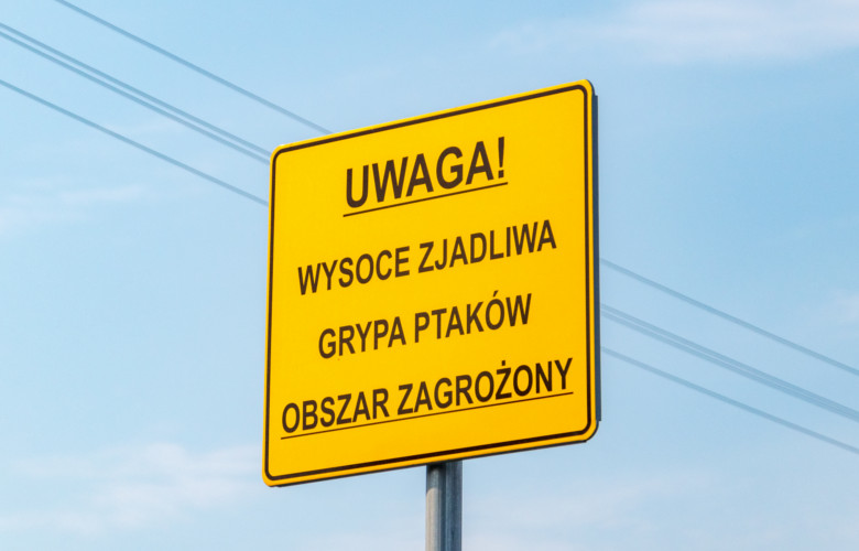grypa ptaków, choroba kotów