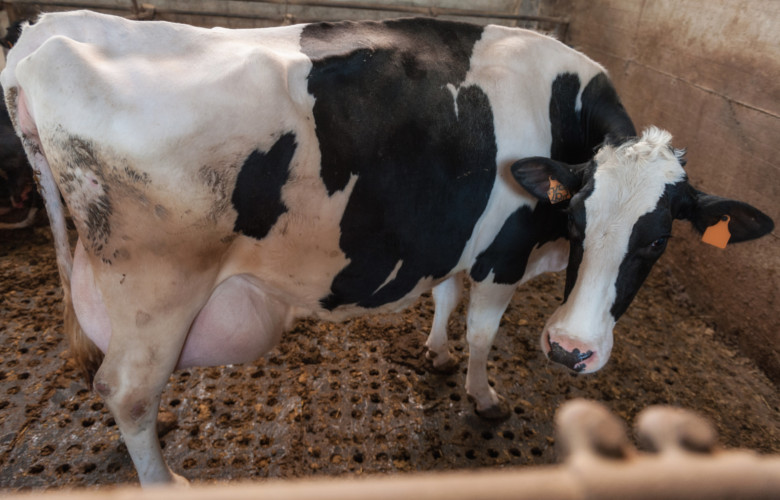 inseminacja bydła
