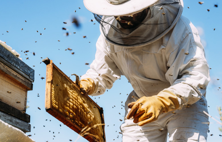 Interwencje w sektorze pszczelarskim