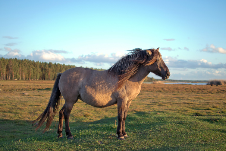 konik polski