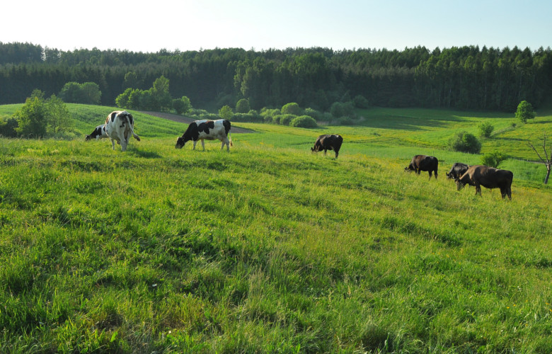 żywienie bydła