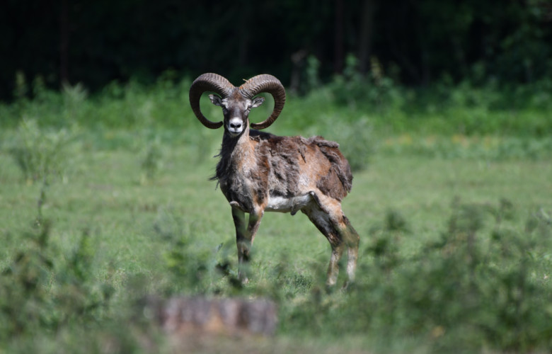 muflon