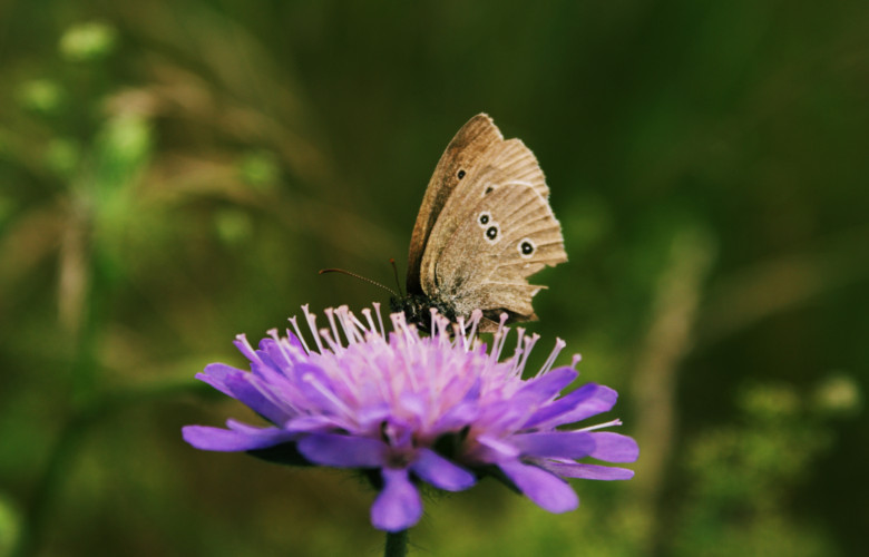 ochrona roślin