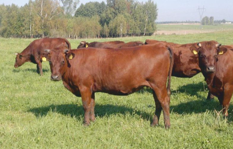 Bydło polskie czerwone